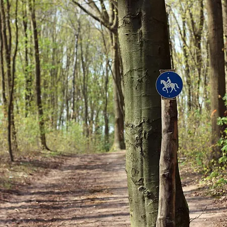 Mr.bernard * De Panne